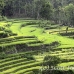 rice_tal_h_0065_bal4319.jpg